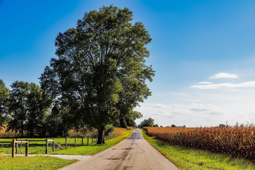 A tree by the road in Indiana